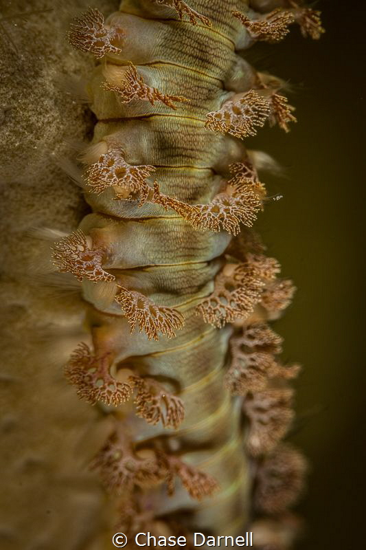 "Vertebrae" 
The details that these little guys contain ... by Chase Darnell 