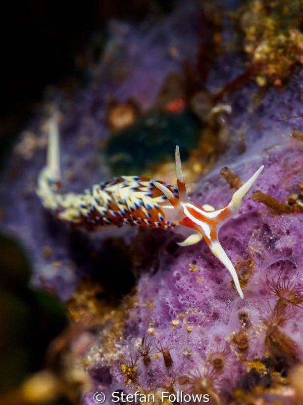 Purple Rain. Nudibranch - Caloria indica. Samran, Thailan... by Stefan Follows 