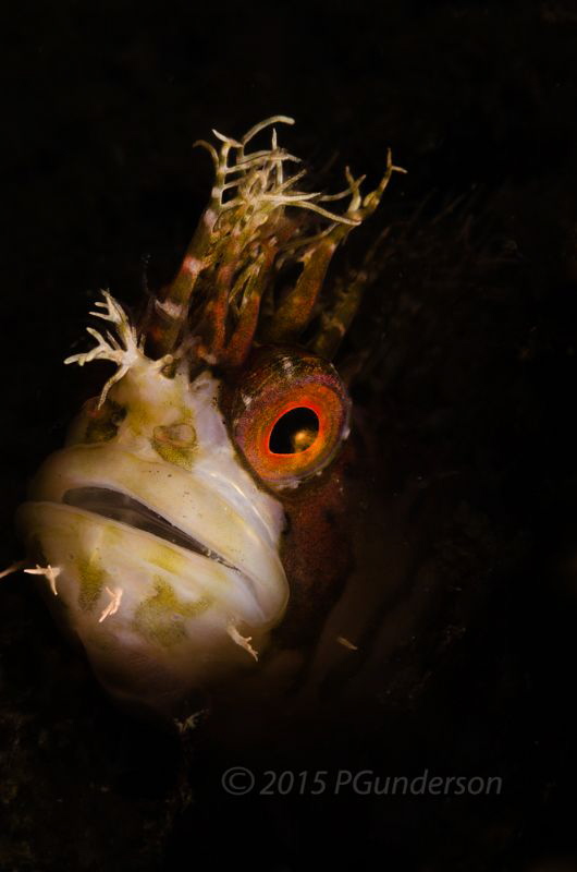 Mosshead Warbonnet Portrait
 by Pat Gunderson 