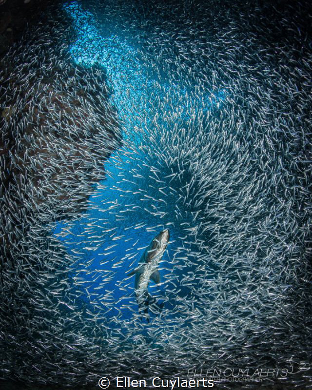 Waiting
tarpon hunting for silversides by Ellen Cuylaerts 