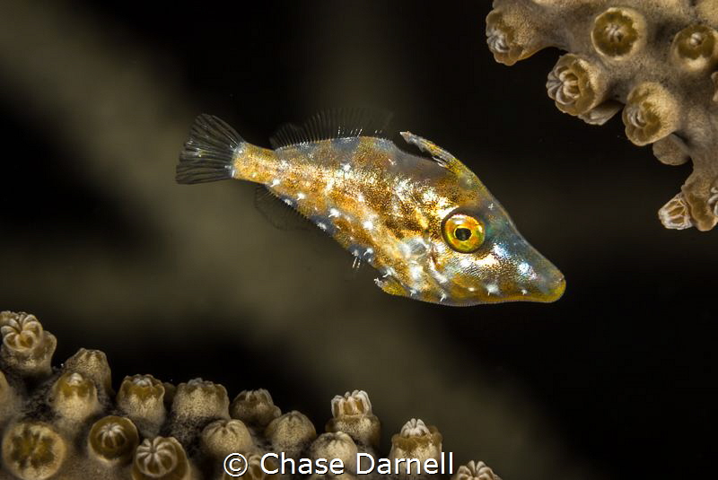 "Sparkle"
These texture masters are sometimes difficult ... by Chase Darnell 