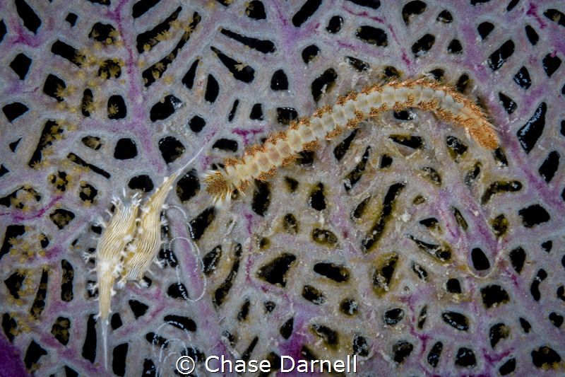 "Dusk Dive Behavior" 
I witnessed this Bearded Fireworm ... by Chase Darnell 