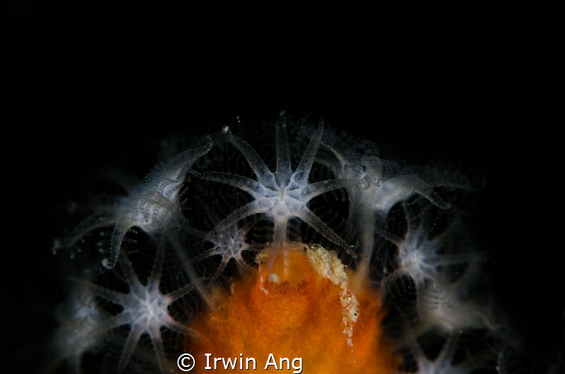 T E N T A C L E
Polyp
Perhentian Island, Malaysia. Apri... by Irwin Ang 