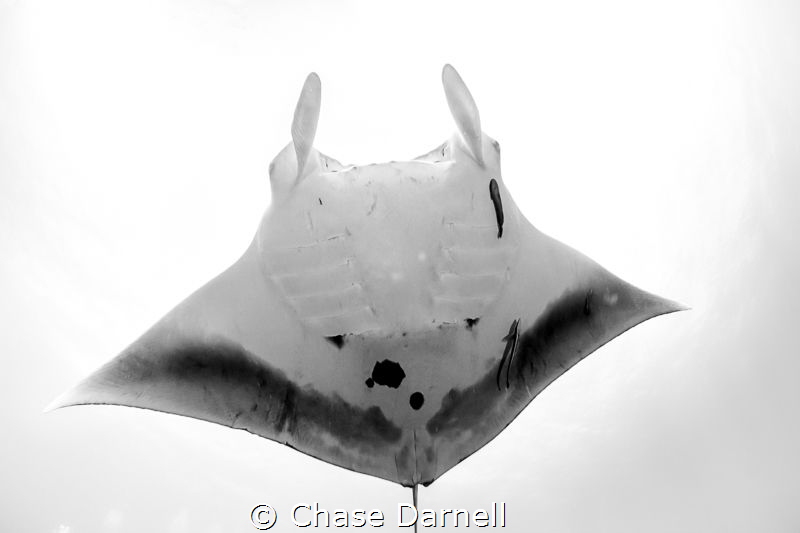"Freeze Frame"
One of those encounters you will never fo... by Chase Darnell 