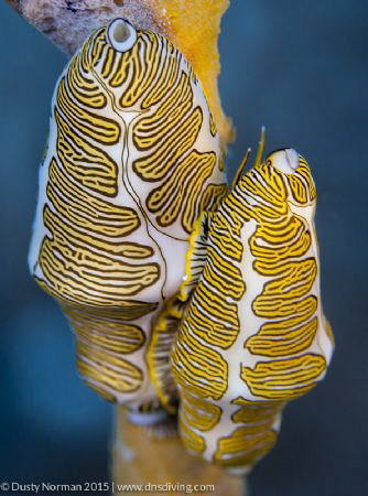 "Doubleprint"
Two Fingerprint Cyphoma in Little Cayman. by Dusty Norman 