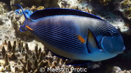 Egypt, Sarm El Sheikh, Ras Nasrani Bay...Natural light,no... by Maestro Protic 