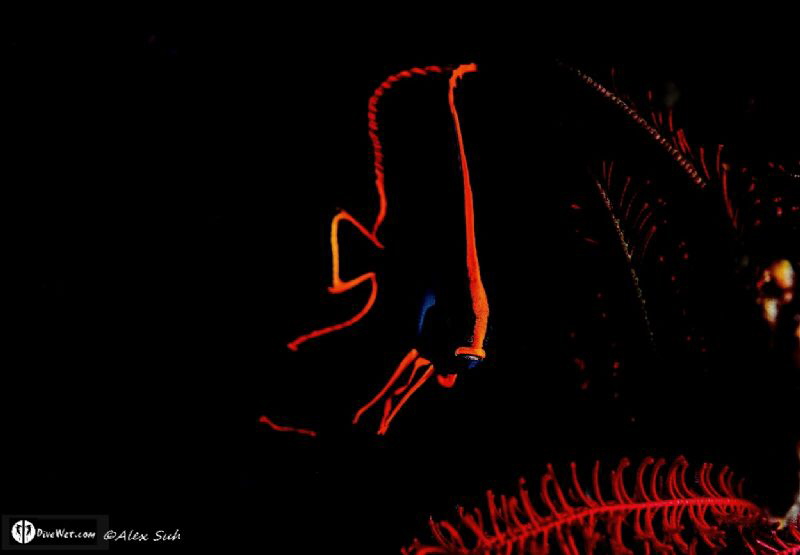Juvenile Pinnatus Batfish waving like a flag in the breeze. by Alex Suh 