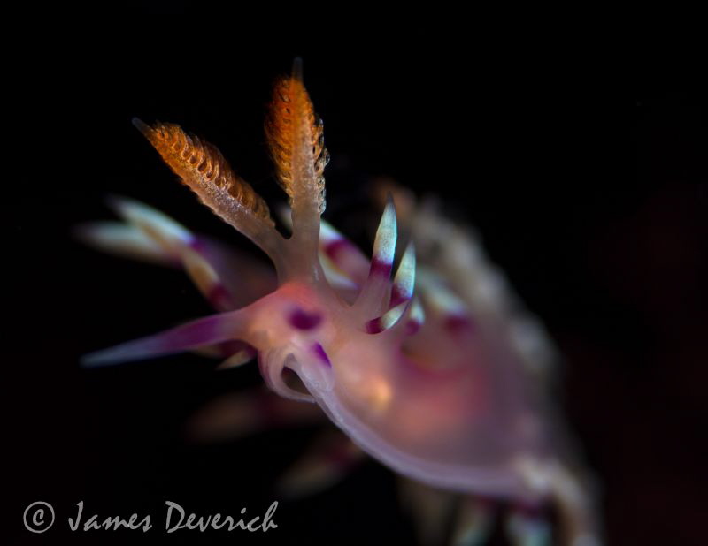 Flabellina exoptata by James Deverich 