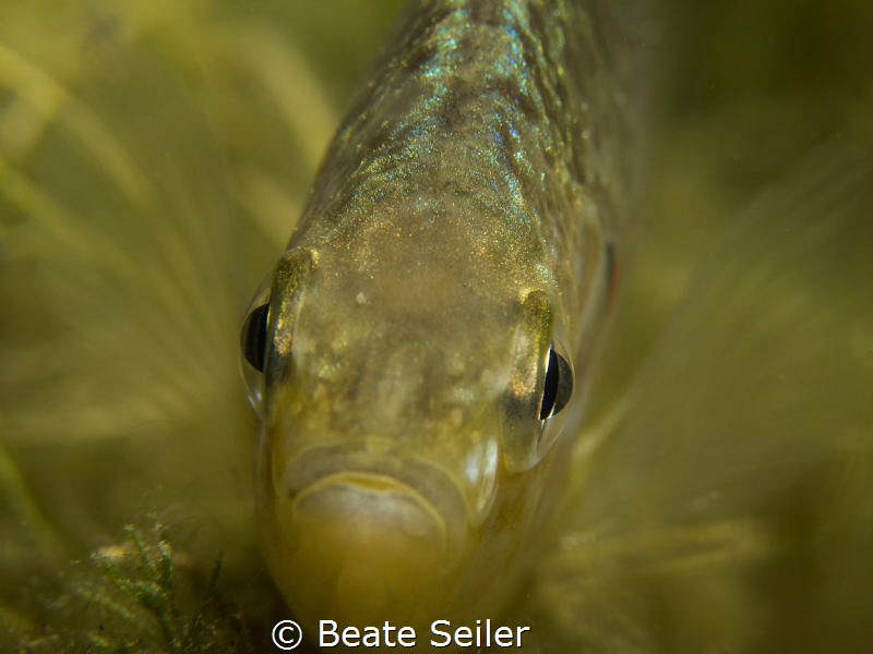 pumpkinseed sunfish by Beate Seiler 