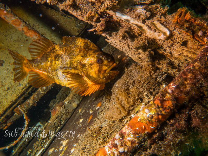 Male Lumpsucker tending over his brood of eggs 
Averøy, ... by Jan Morton 
