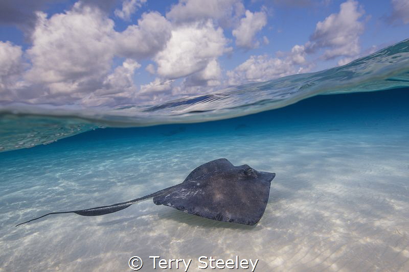 Stingray cruises the sandbar. Stingray City. by Terry Steeley 