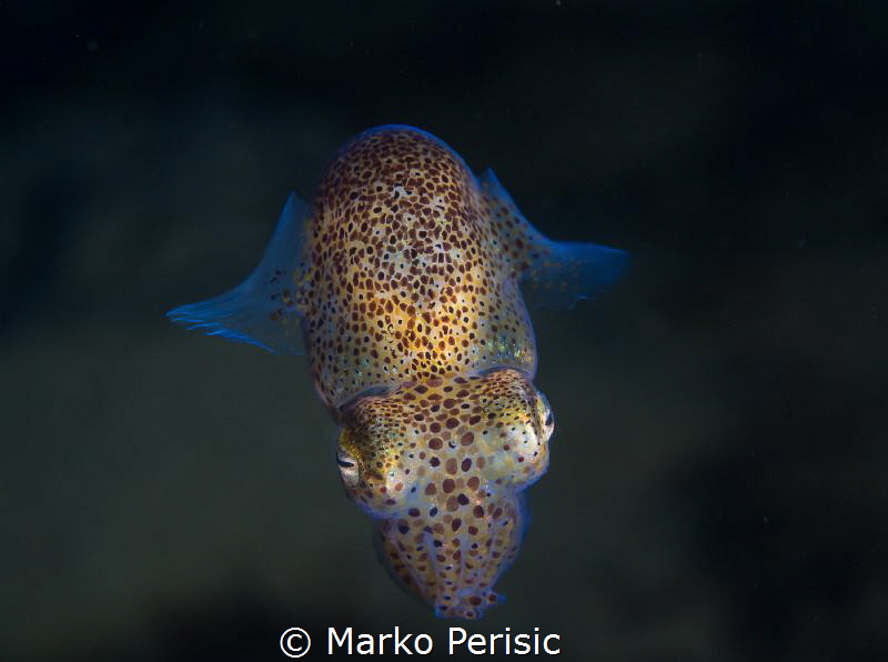 SEPIOLA ZEELAND II by Marko Perisic 