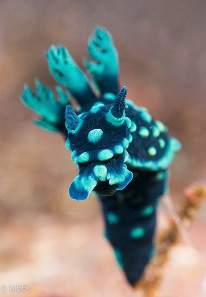 Nembrotha. by Mehmet Salih Bilal 