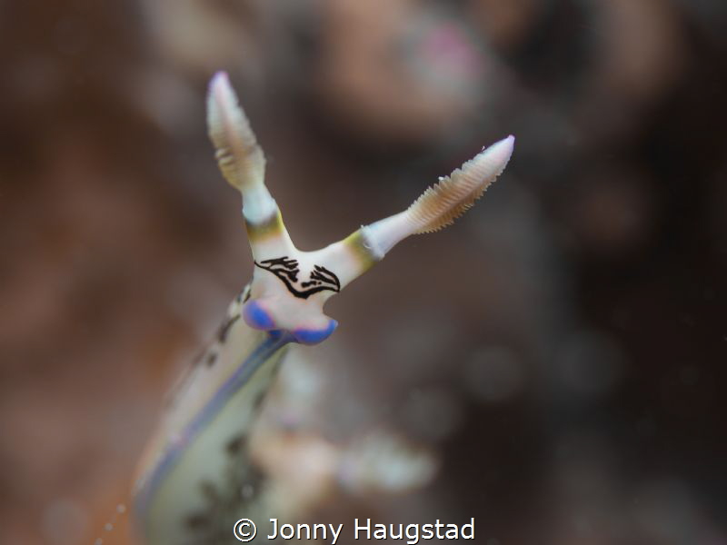 Nudimania, Bohol Philipines. by Jonny Haugstad 