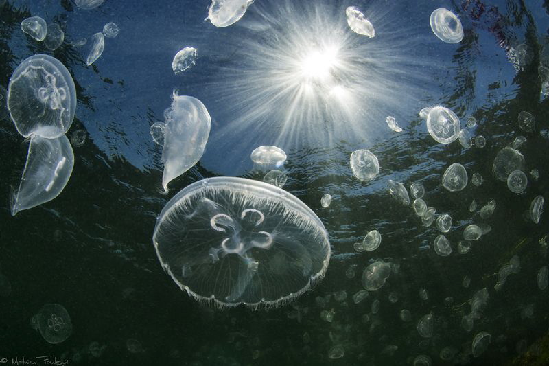 Aurelia aurita bloom (Thau lagoon, France) by Mathieu Foulquié 