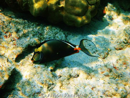 Orange Spined Tang Hawaii by Alison Ranheim 