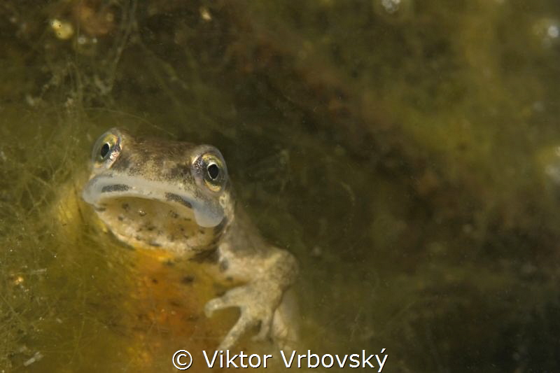 Smooth (Common) Newt (Lissotriton vulgaris) - female by Viktor Vrbovský 