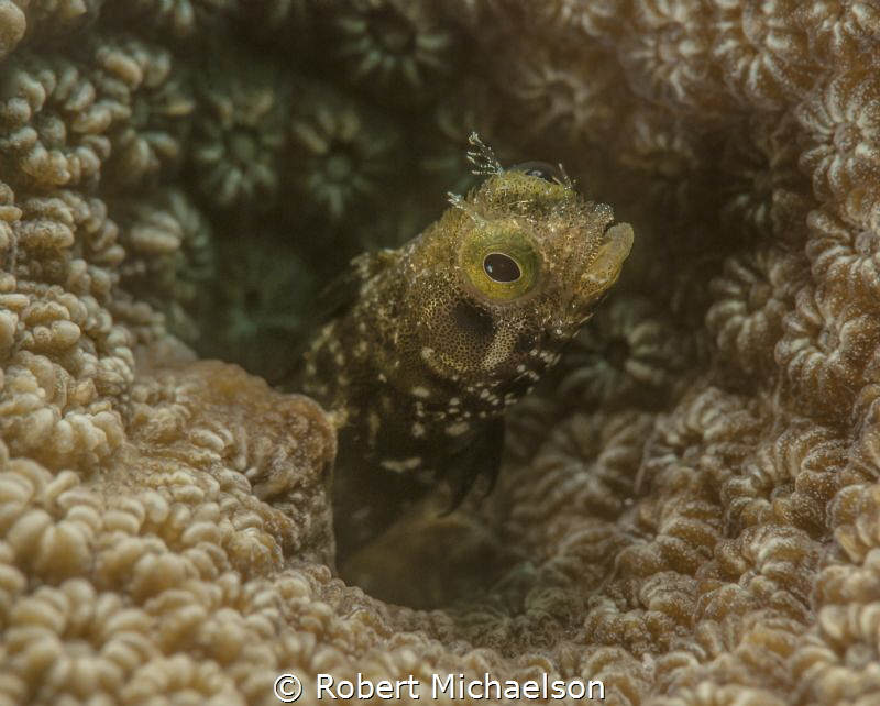 Secretary Blennie at Capt Don's Bonaire. Nikon D90 with d... by Robert Michaelson 