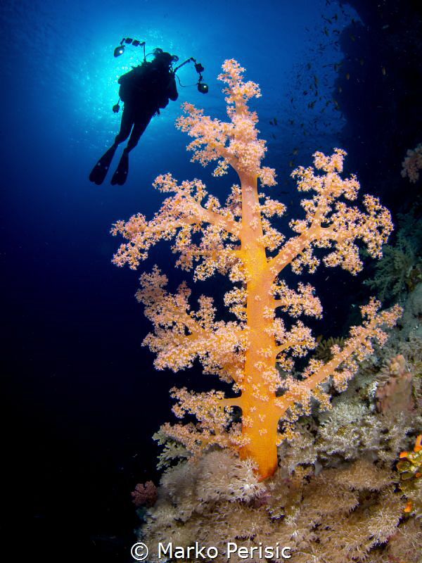 DIVER by Marko Perisic 