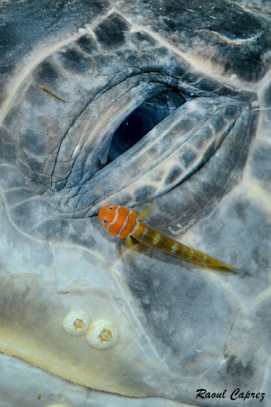 Green turtle tear by Raoul Caprez 