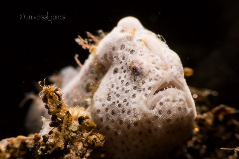 "Moody White Frogfish" by Wayne Jones 