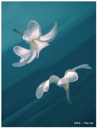 Saw the flower floating on the water and wanted to shoot ... by Tim Ho 