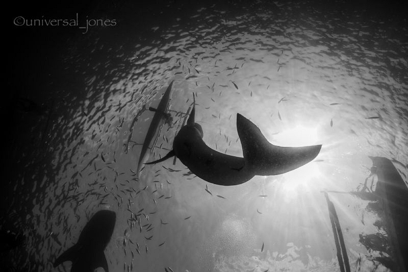 "A Whale Sharks Tail" by Wayne Jones 