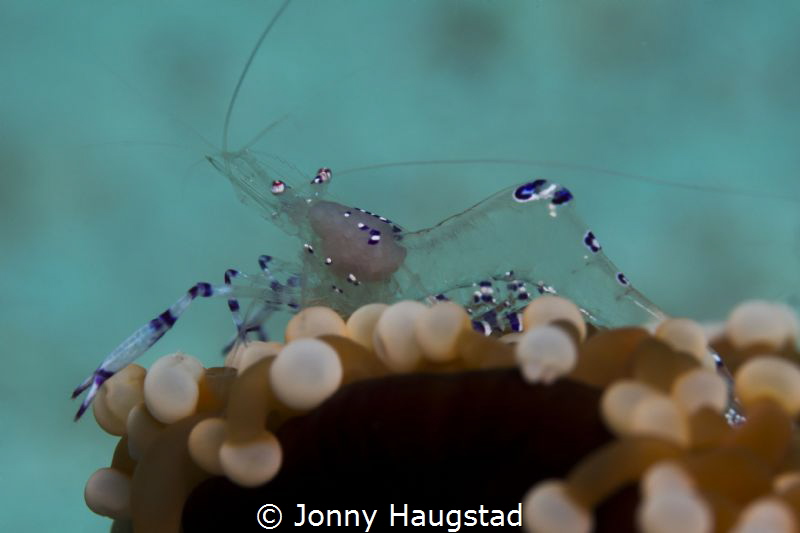 Anemone Shrimp. Bohol Philippines by Jonny Haugstad 