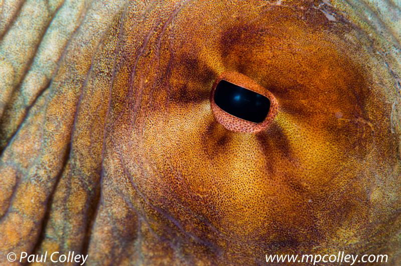 Night dive octopus by Paul Colley 