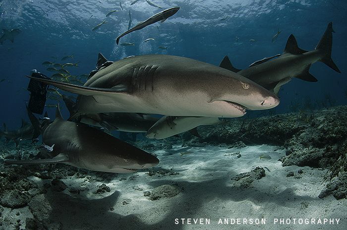 Here they come!!!Parade at Tiger Beach with lots of Lemon... by Steven Anderson 
