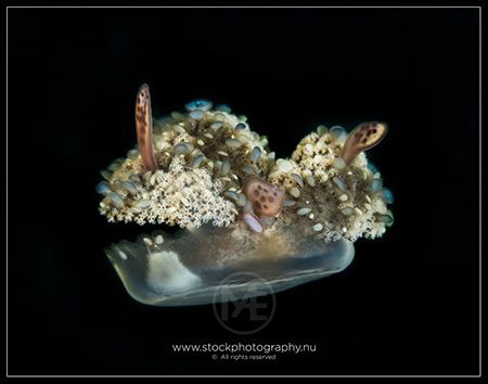 Upside-down jellyfish by Arno Enzo 