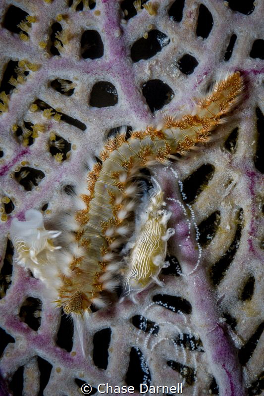 "Lunch Break"
A Bearded Fireworm feeds on a Tritonia. by Chase Darnell 