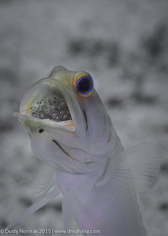 "Fathers Day"
A Yellowhead Jaw Fish  with eggs in its mo... by Dusty Norman 