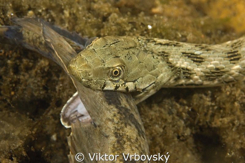Dice Snake (Natrix tessellata) and its prey - Tube-nosed ... by Viktor Vrbovský 