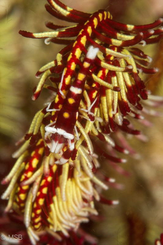 Crinoid shrimp in Ticao. by Mehmet Salih Bilal 
