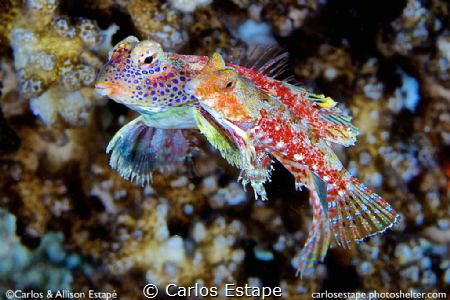 Morrison’s dragonet, mating pair Fiji. Synchiropus morris... by Carlos Estape 