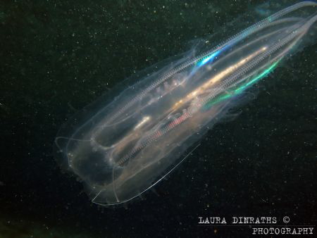Comb jelly - psychedelic by Laura Dinraths 