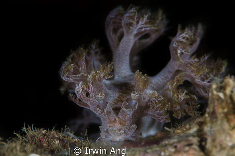 M O N S T E R
Nudibranch (Marionia arborescens)
Anilao,... by Irwin Ang 