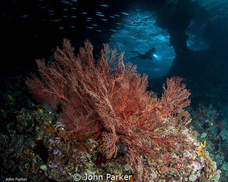 Boo windows, Raja Ampat by John Parker 