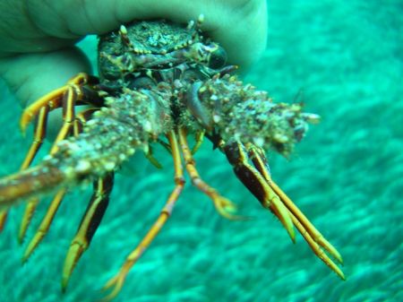 Lobster by Hakan Taslicay 