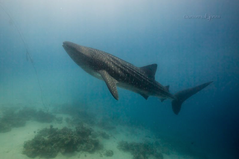 Oslob Whale shark... by Wayne Jones 