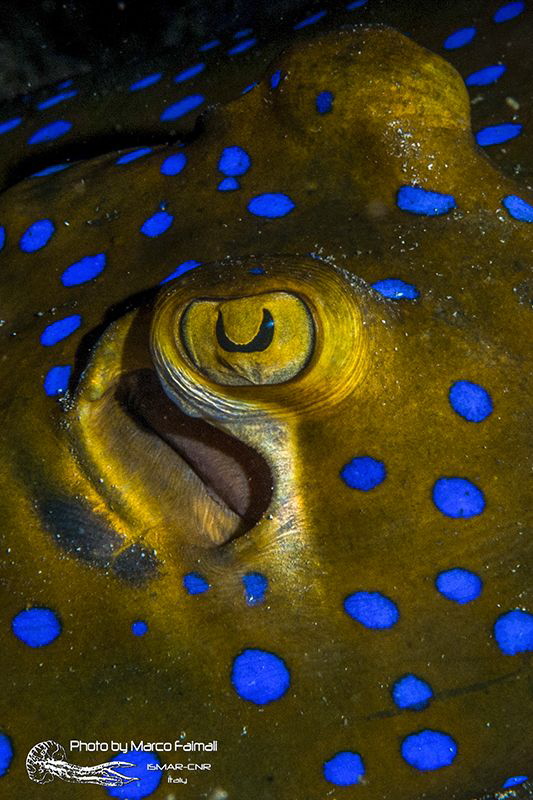Eye stingray by Marco Faimali (ismar-Cnr) 