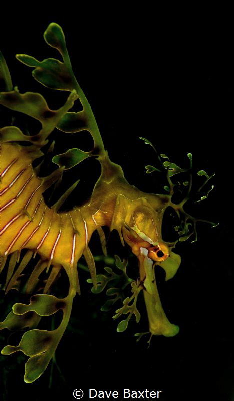 leafy by Dave Baxter 