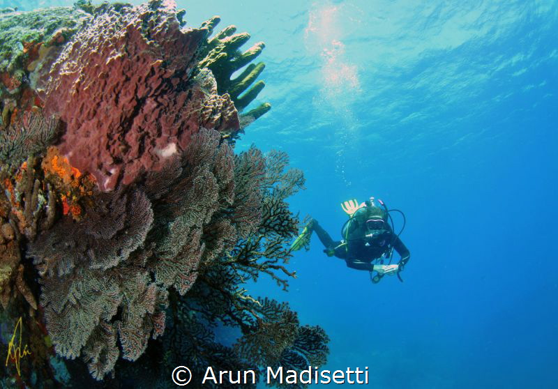 Scott Head Point by Arun Madisetti 