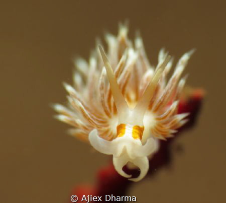 Cratena sp taken with canon S120 by Ajiex Dharma 