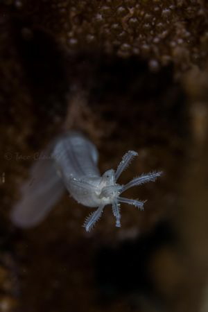 Sea Cucumber by Taco Cheung 