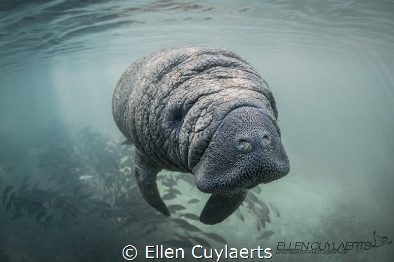 Manatee calf at Crystal River, 3 Sisters Springs by Ellen Cuylaerts 