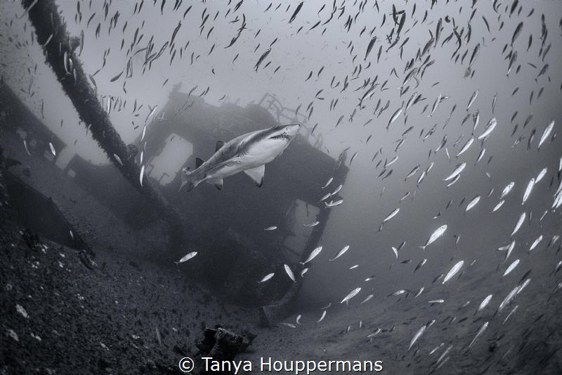 Sentinel of the Spar
A sand tiger shark watches over the... by Tanya Houppermans 