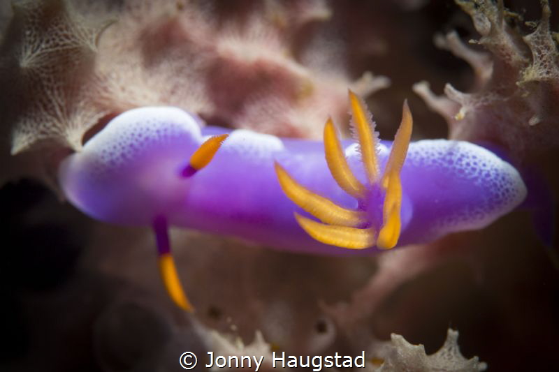 Nudimania! by Jonny Haugstad 
