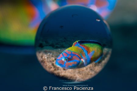 [:b:]Emisphere[:/b:]
No Photoshop manipulation. by Francesco Pacienza 